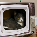 TV-Shaped Cardboard Cat House with Scratcher, Catnip & Toy Rat | Interactive Cat Hideaway